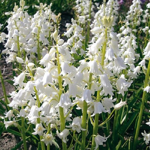 Hyacinthoides Hispanica White